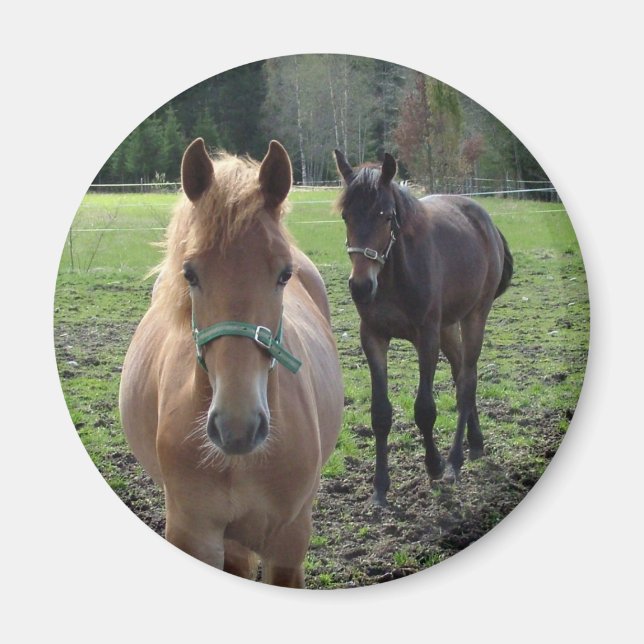 Horses magnet (Front)