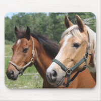 Horses