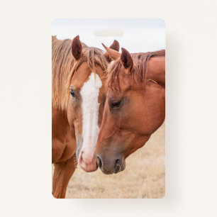 Horses nuzzling in a pasture badge