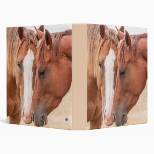 Horses nuzzling in a pasture binder