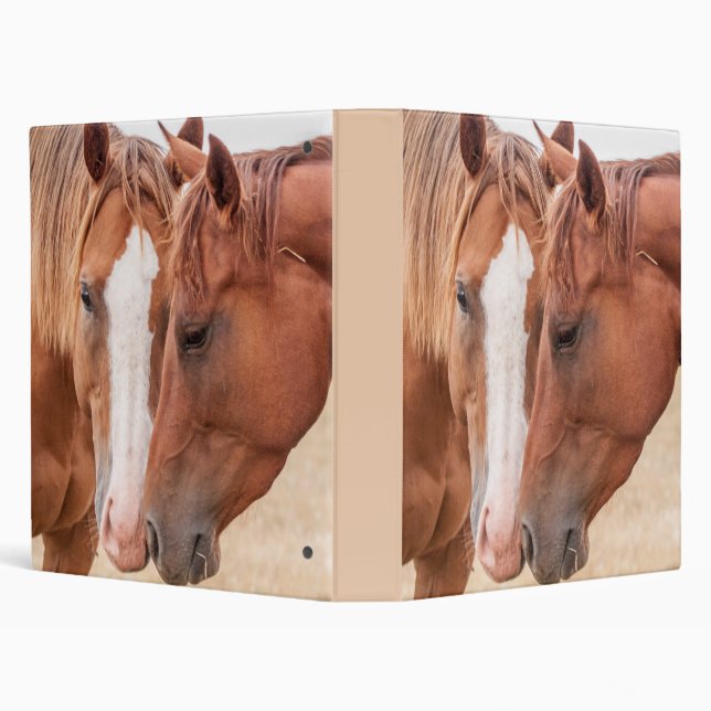 Horses nuzzling in a pasture binder (Background)