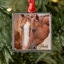 Horses nuzzling in a pasture