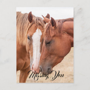Horses nuzzling in a pasture postcard