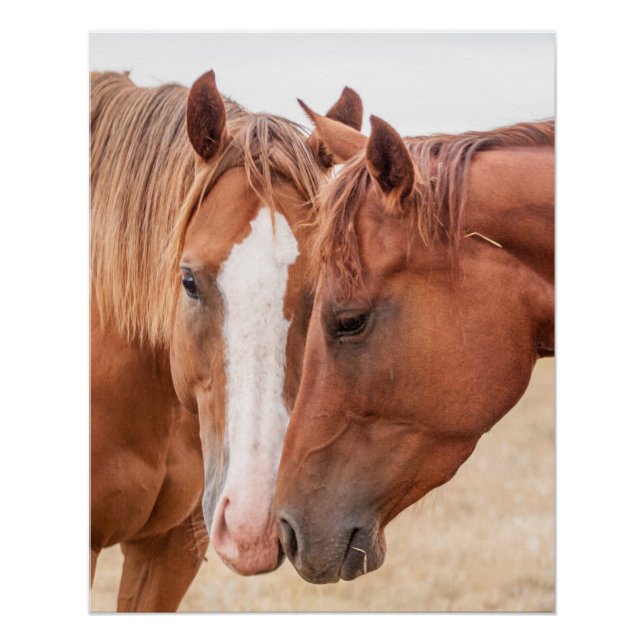 Horses nuzzling in a pasture poster (Front)