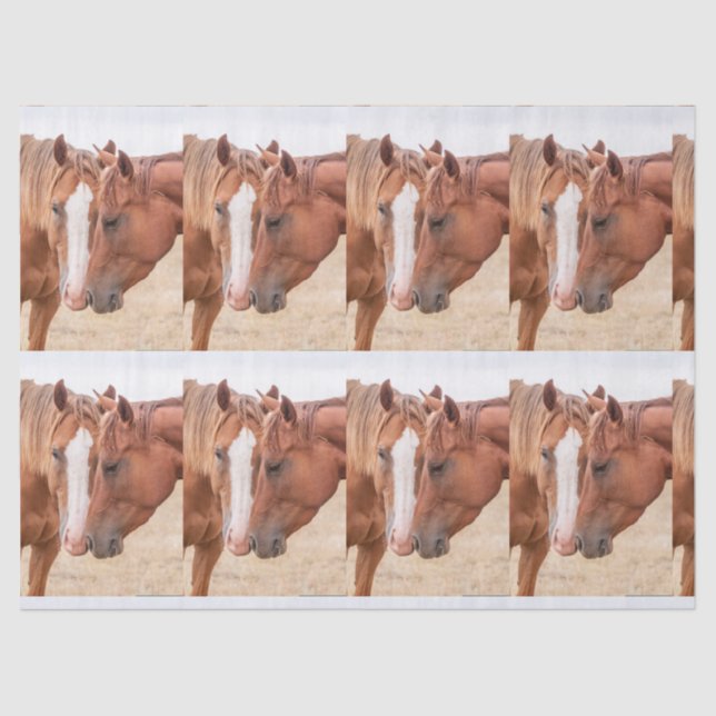 Horses nuzzling in a pasture tissue paper (Front)