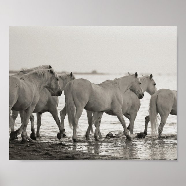 horses, ocean,  black and white photography poster (Front)