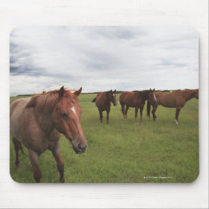 Horses On A Field Mouse Pad