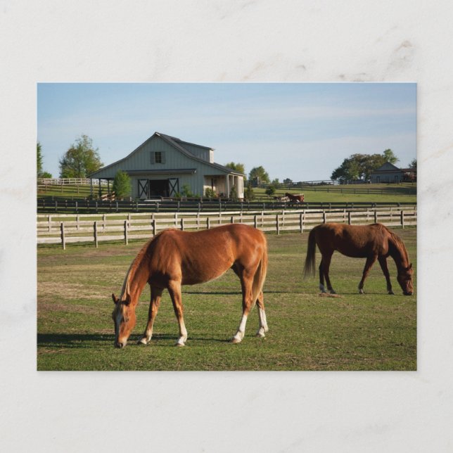 Horses on a Ranch in Alabama Postcard (Front)