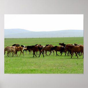 Horses on Pasture - Landscape Photograph Poster