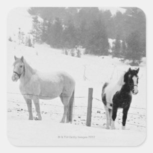 Horses on ranch square sticker