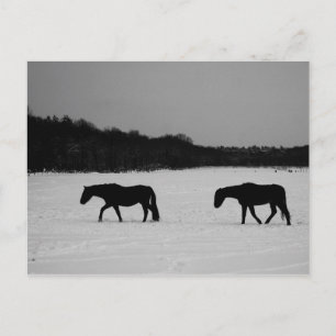 Horses On Snow pccna Postcard