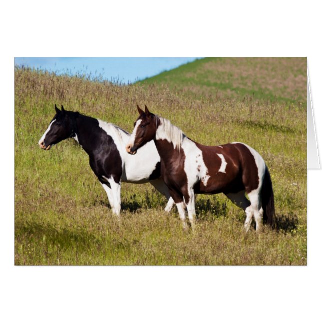 Horses on the hillside (Front Horizontal)