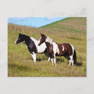 Horses on the hillside postcard