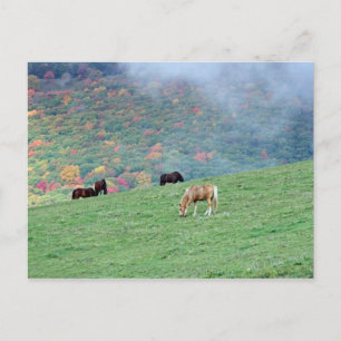 Horses on the Mountain Postcard