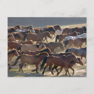 Horses on the ranch, Inner Mongolia, China Postcard
