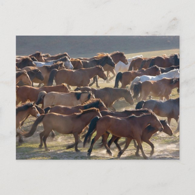 Horses on the ranch, Inner Mongolia, China Postcard (Front)
