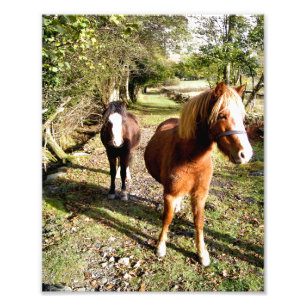 HORSES PHOTO PRINT
