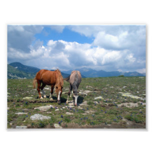 Horses Photo Print