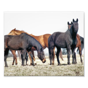 HORSES PHOTO PRINT