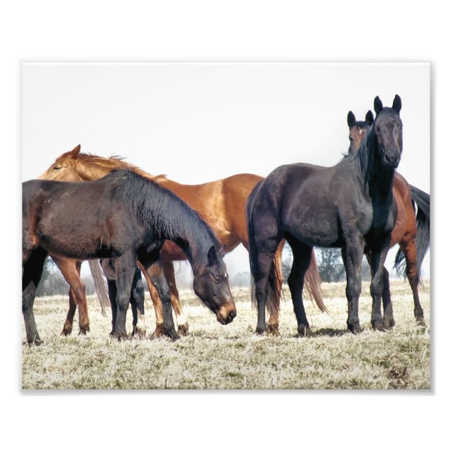 HORSES PHOTO PRINT (Front)