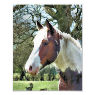 HORSES PHOTO PRINT