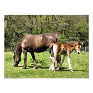 HORSES PHOTO PRINT