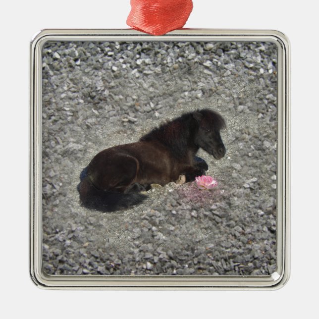 horses pony shetty animal minihorse metal ornament (Front)