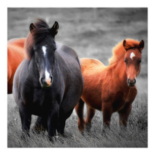 Horses Portrait: Selective Color Photography Photo Print
