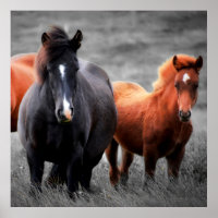 Horses Portrait: Selective Colour Photography