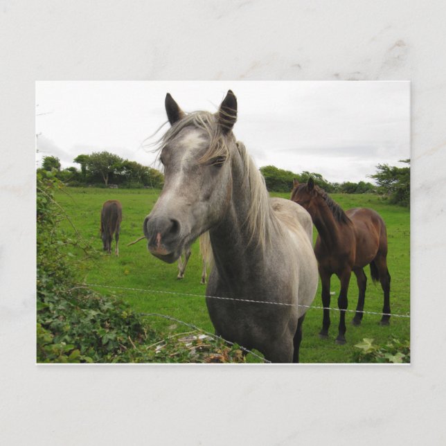 Horses Postcard (Front)