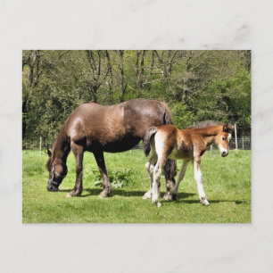 HORSES POSTCARD