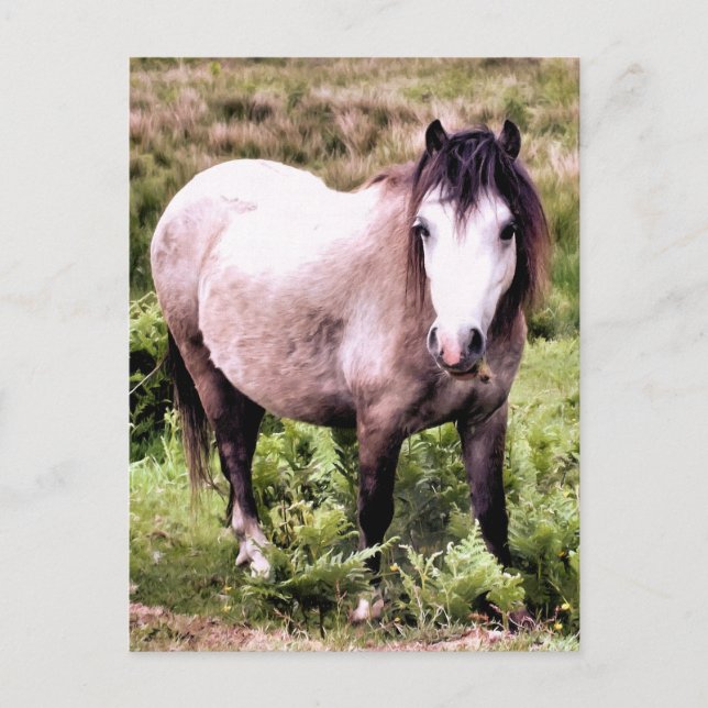 HORSES POSTCARD (Front)