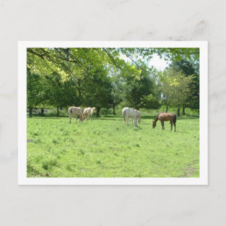 horses postcard