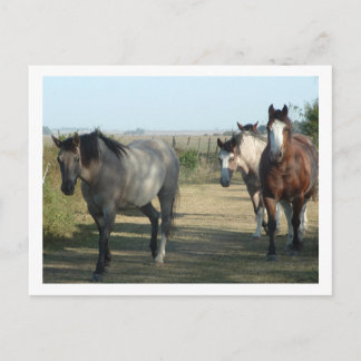 horses postcard