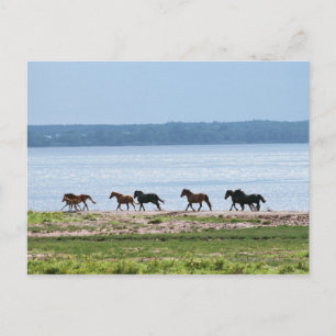 Horses Postcard
