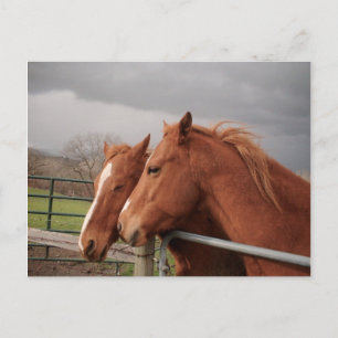 Horses Postcard