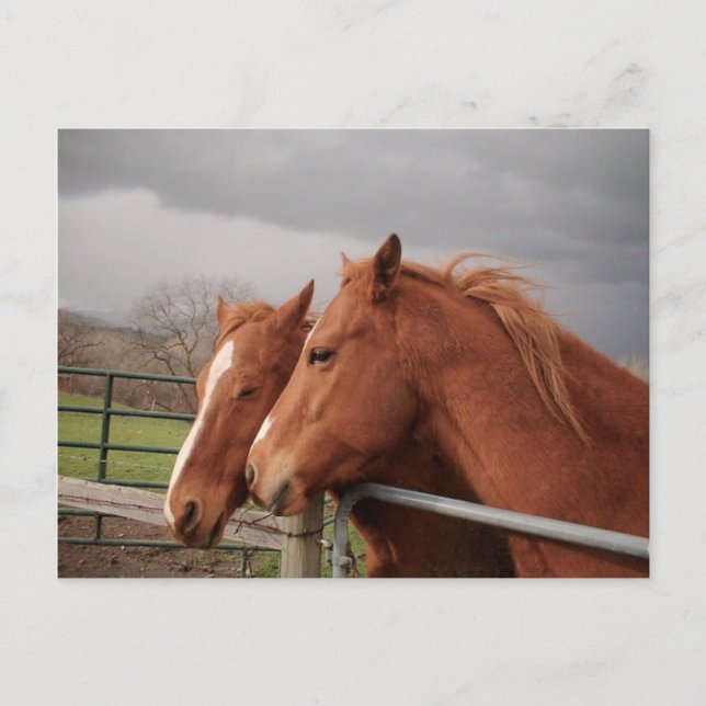 Horses Postcard (Front)