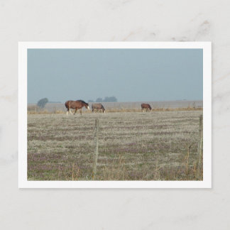 horses postcard