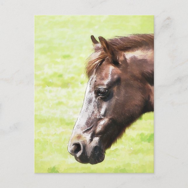 HORSES POSTCARD (Front)