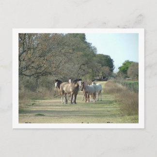 horses postcard