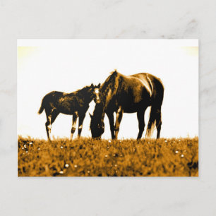 Horses Postcard