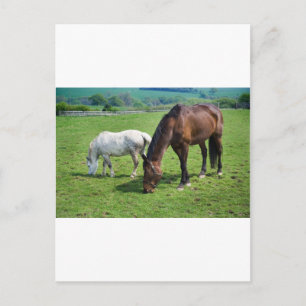 Horses Postcard