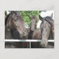 Horses Postcard