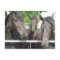 Horses Postcard