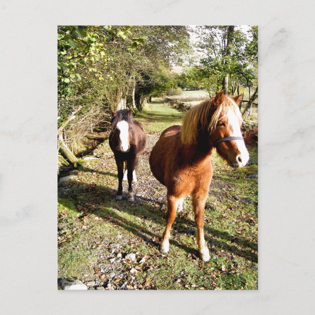 HORSES POSTCARD (Front)