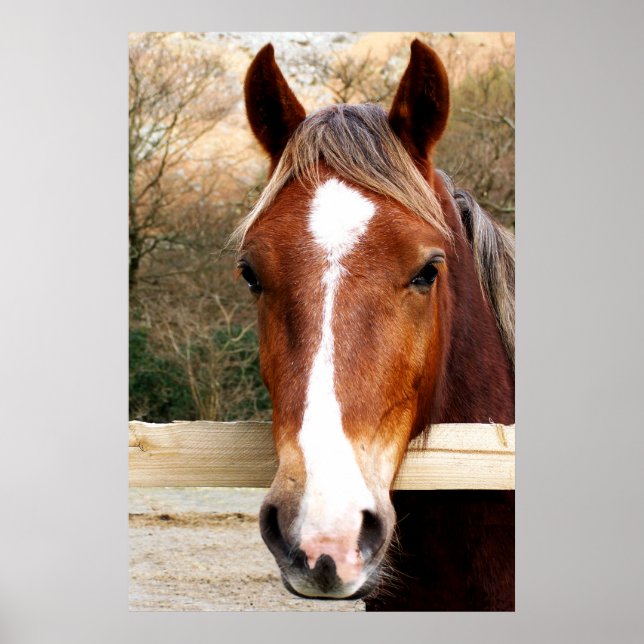 HORSES POSTER (Front)