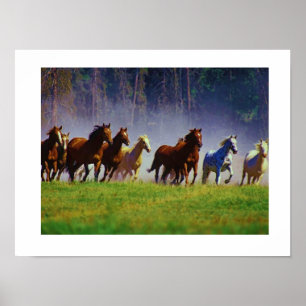 horses poster