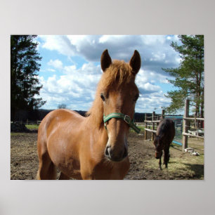 Horses poster