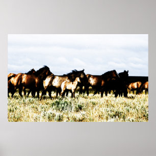 horses poster