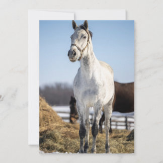 horses pretty holiday card